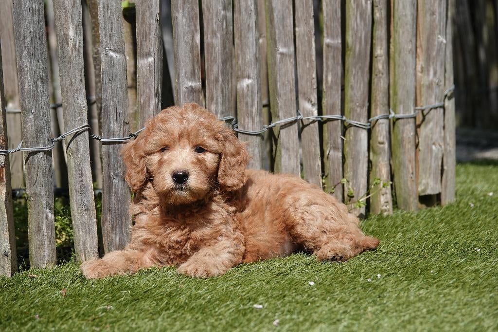 Chiots Labradoodle (moyenne) abricot/rouge avec pedigree, Animaux & Accessoires, Autres races, Plusieurs, Hépatite contagieuse (maladie de Rubarth)