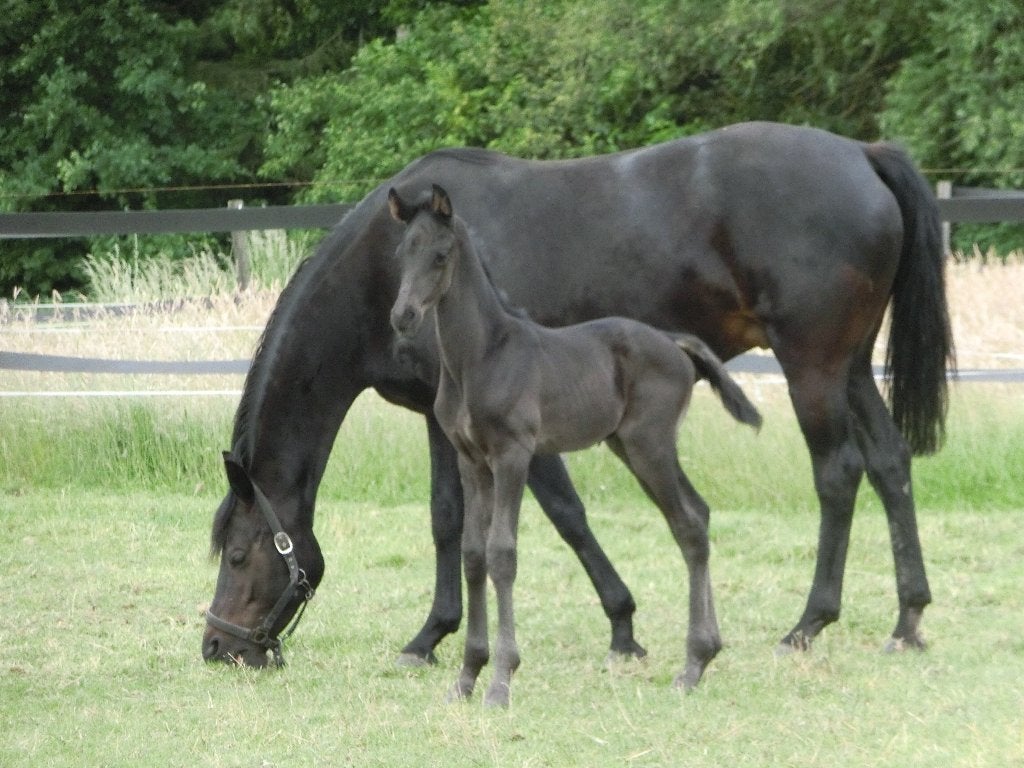ZWART en VOS  HENGSTVEULEN, Hengst, Dressuurpaard, Met stamboom, 0 tot 2 jaar