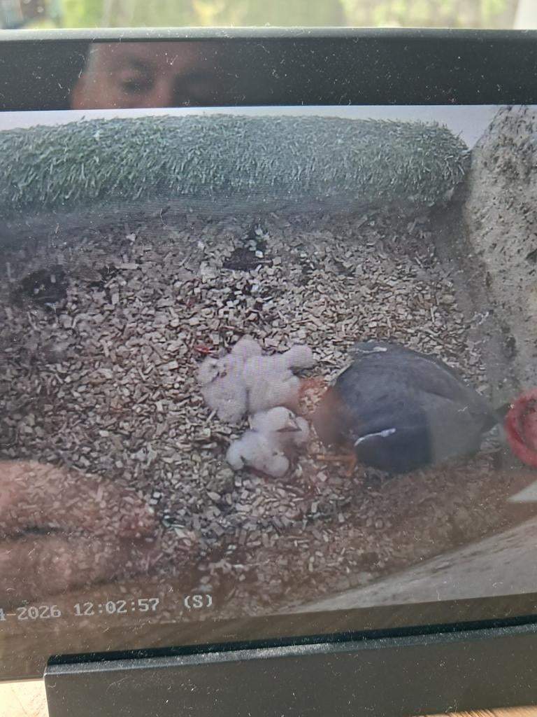 slechtvalk jongen, Dieren en Toebehoren, Vogels | Overige Vogels, Meerdere dieren, Roofvogel, Geringd
