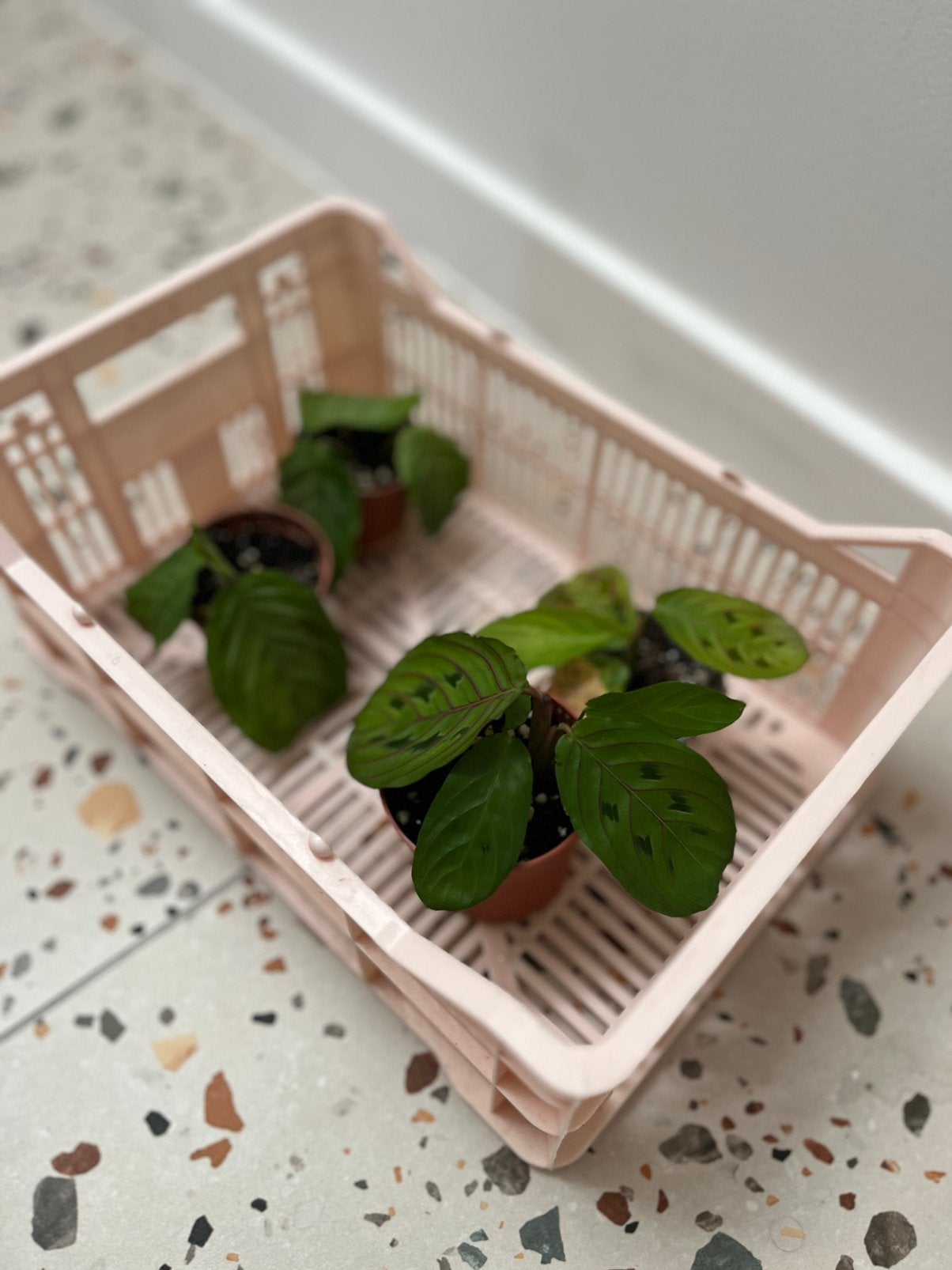 Maranta (fascinator, silver band), Maison & Meubles, Plantes d'intérieur, Autres espèces, En pot, Plante à fleurs, Moins de 100 cm