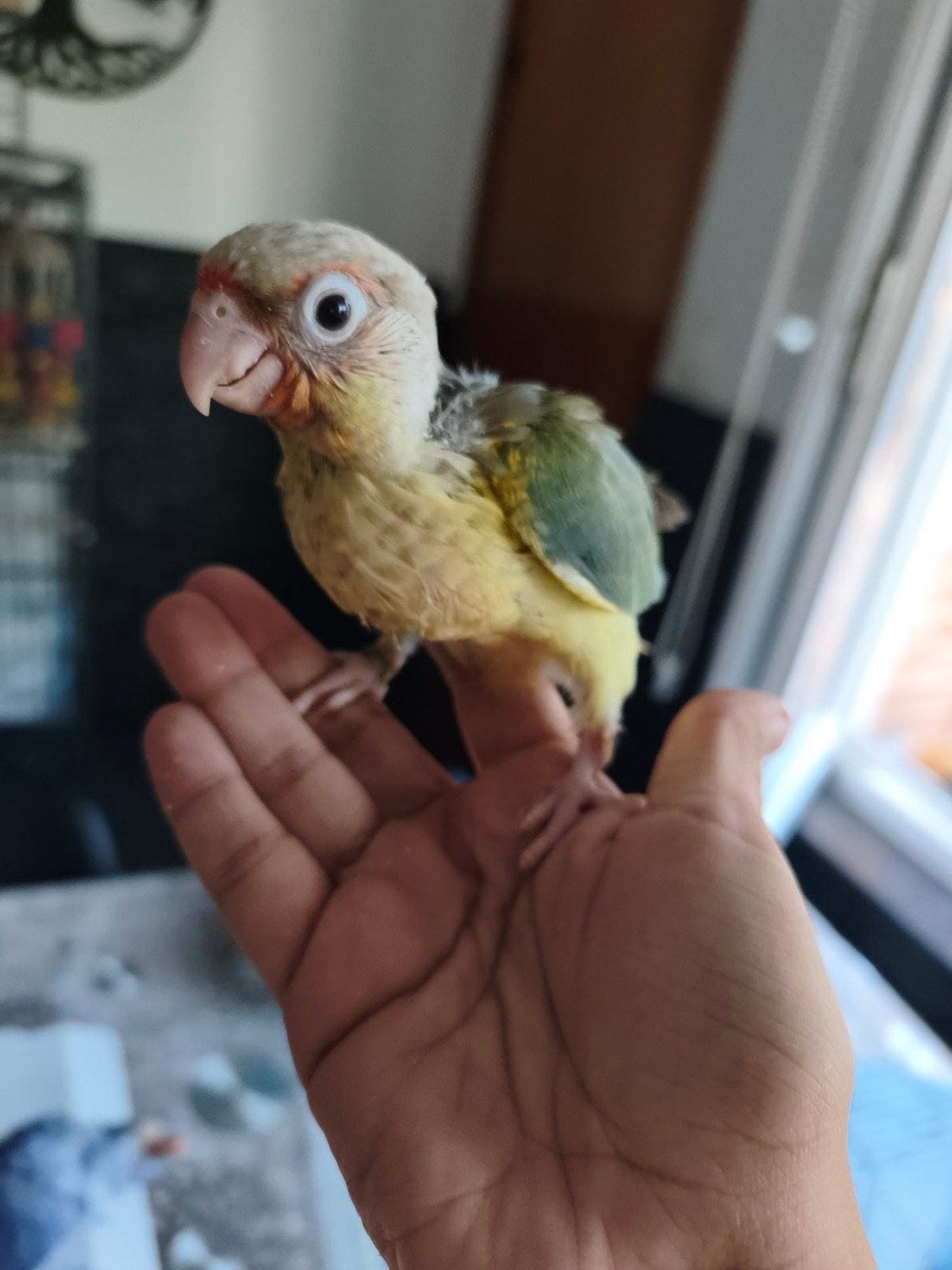 Jolie petite conure Molinae