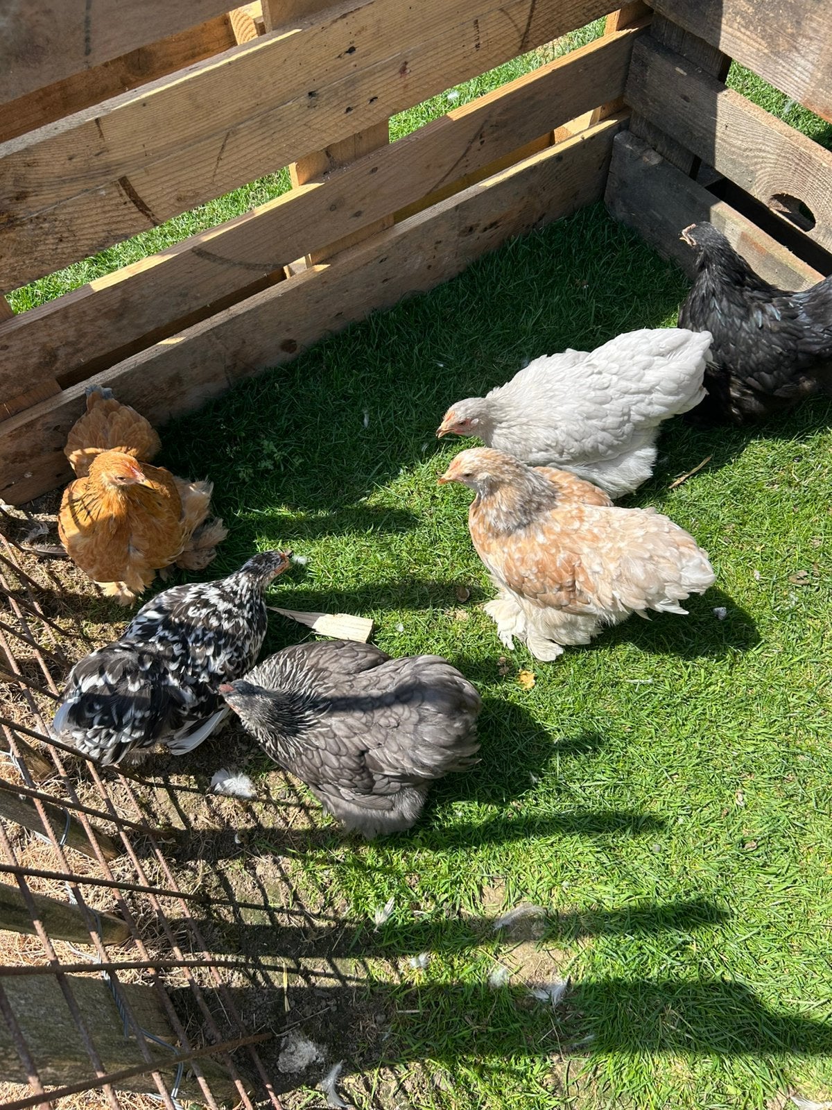 Jonge cochinkriel hennen, Dieren en Toebehoren, Pluimvee, Vrouwelijk, Kip
