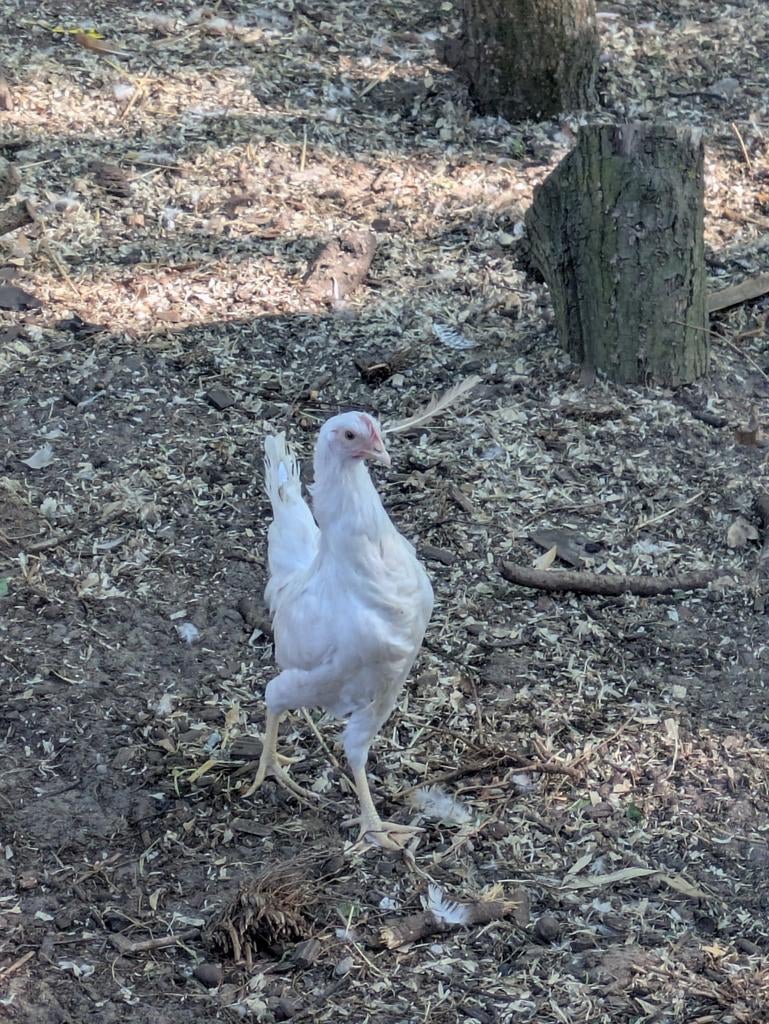 Witte leghorn, Dieren en Toebehoren