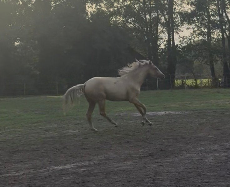 Prachtig merrie, Dieren en Toebehoren, Paarden, Merrie, M