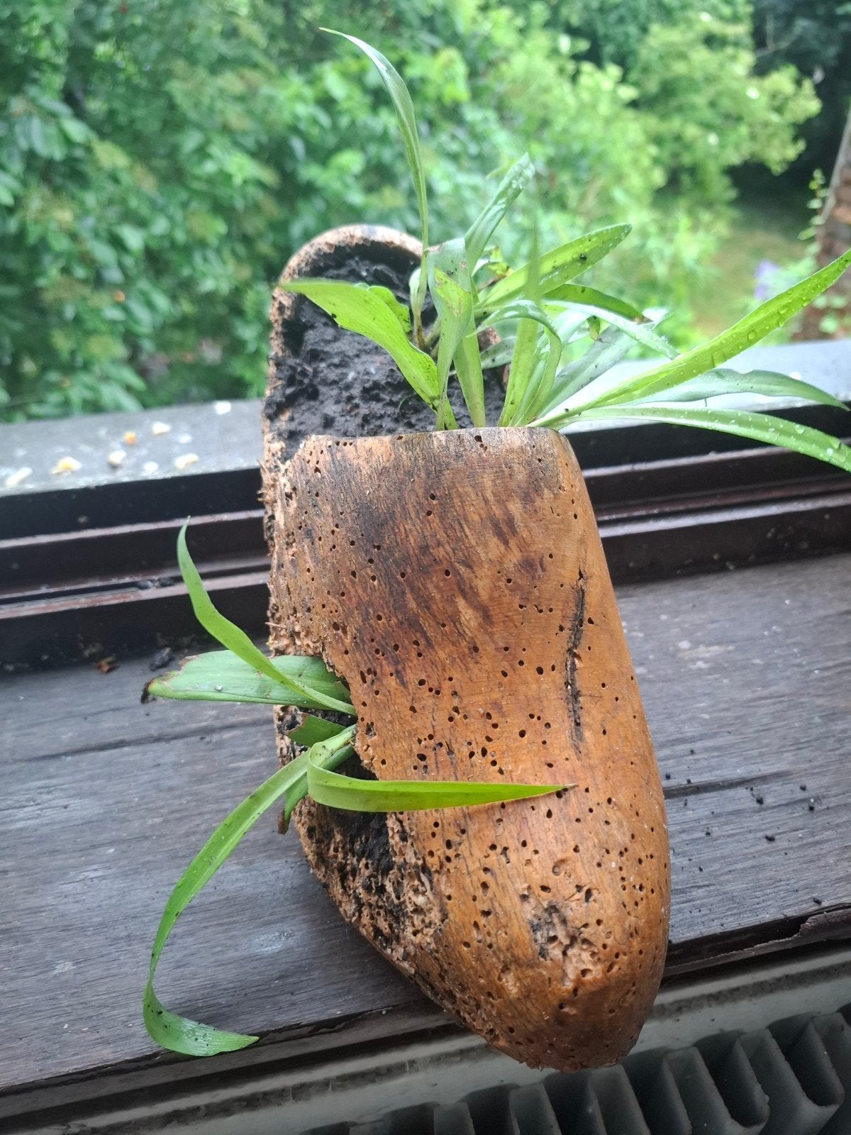 Klomp met graslelie plantjes (3), Ophalen