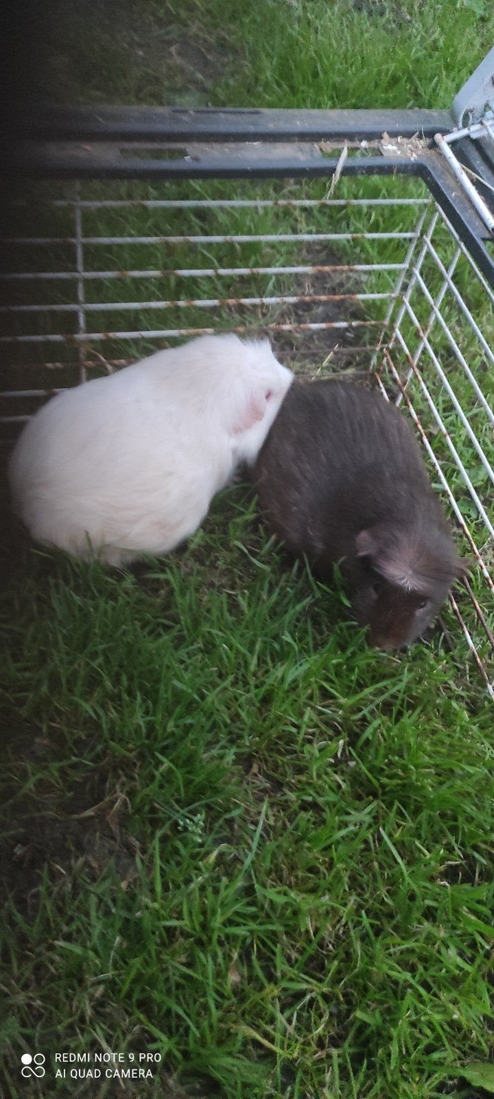Zwangere zeugjes!, Dieren en Toebehoren, Oktober, Vrouwelijk, Cavia