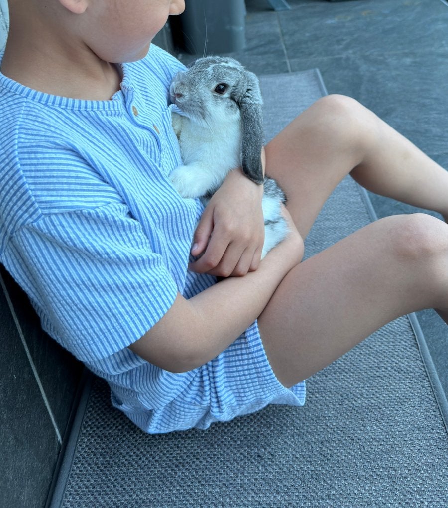 Konijn nederlandse hangoor, Dieren en Toebehoren, Konijnen, Hangoor