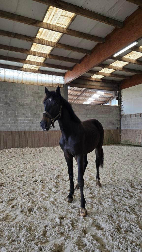 ️ Veelbelovende 2-jarige merrie — Darwin Z x Argentinus ️, Dieren en Toebehoren, Paarden, Merrie, Springpaard, Met stamboom, 0 tot 2 jaar