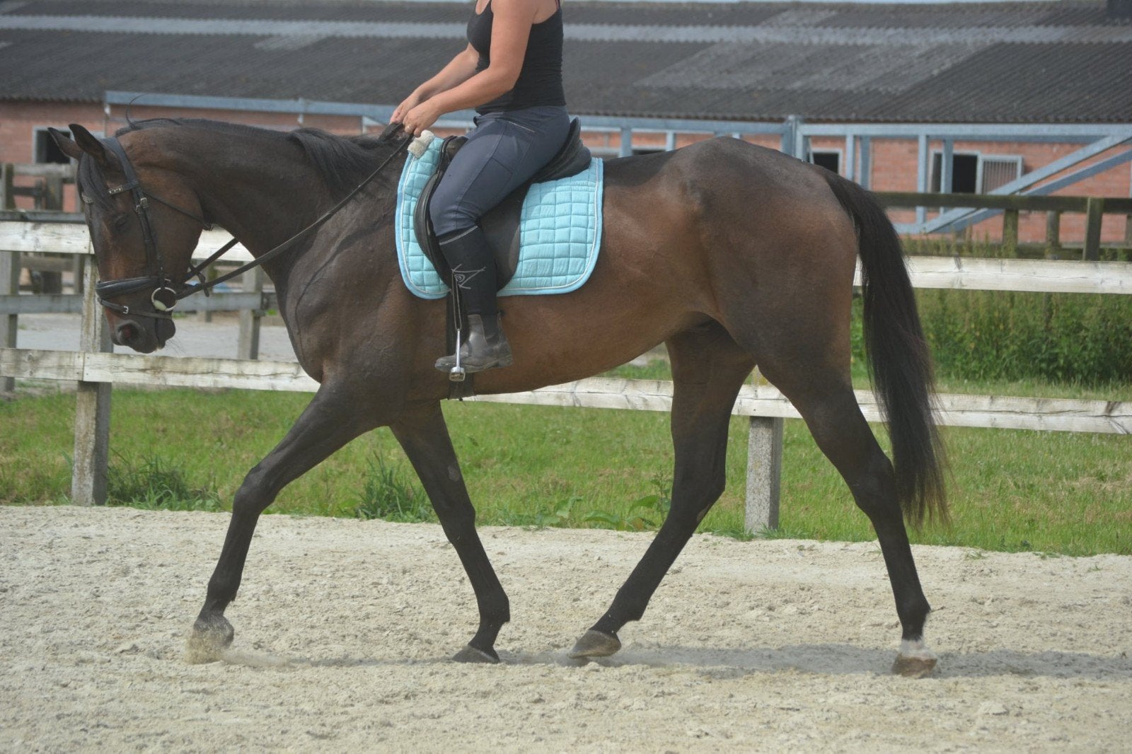 Super brave ruin, Animaux & Accessoires, Chevaux, Hongre