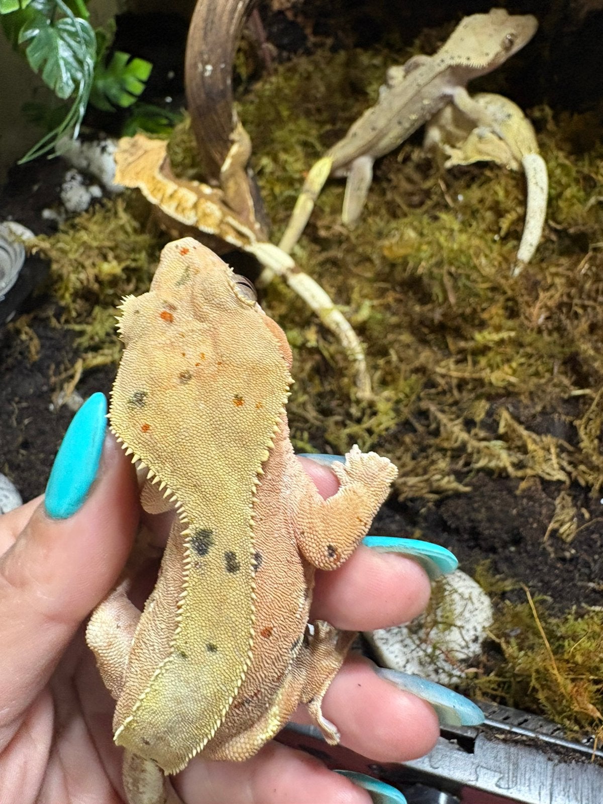 Wimpergekko, Dieren en Toebehoren, Reptielen en Amfibieën