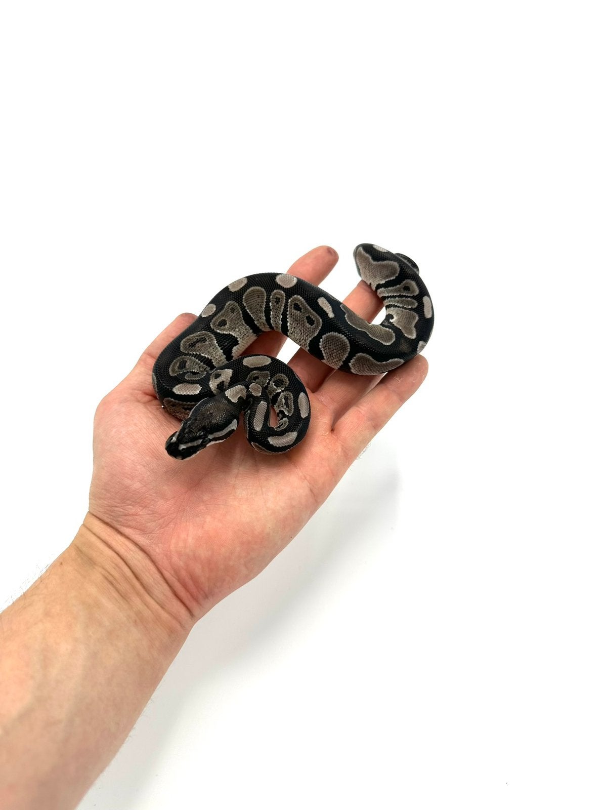 Diverse Python regius - koningspythons Ball Python photo 23