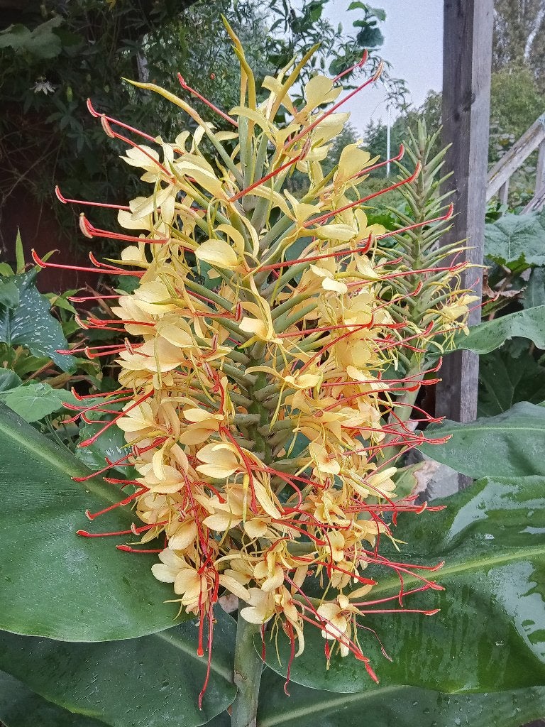 siergember hedychium gardnerianum, Tuin en Terras, Planten | Tuinplanten, Vaste plant, Halfschaduw, Zomer, Ophalen