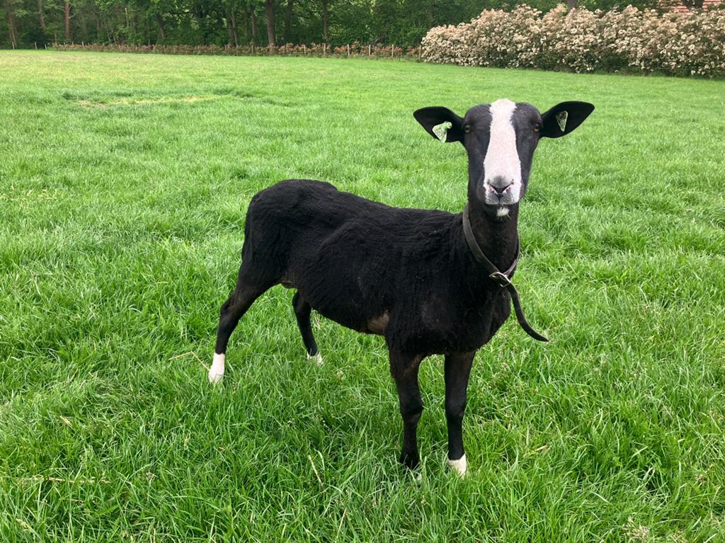 Zwartbles ram, Dieren en Toebehoren, Schapen, Geiten en Varkens, Mannelijk, Schaap, 0 tot 2 jaar
