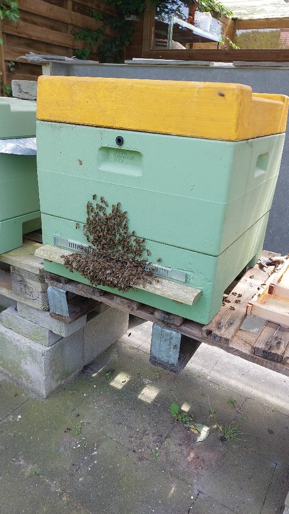 Bijenvolk 11 ramen DN, Dieren en Toebehoren