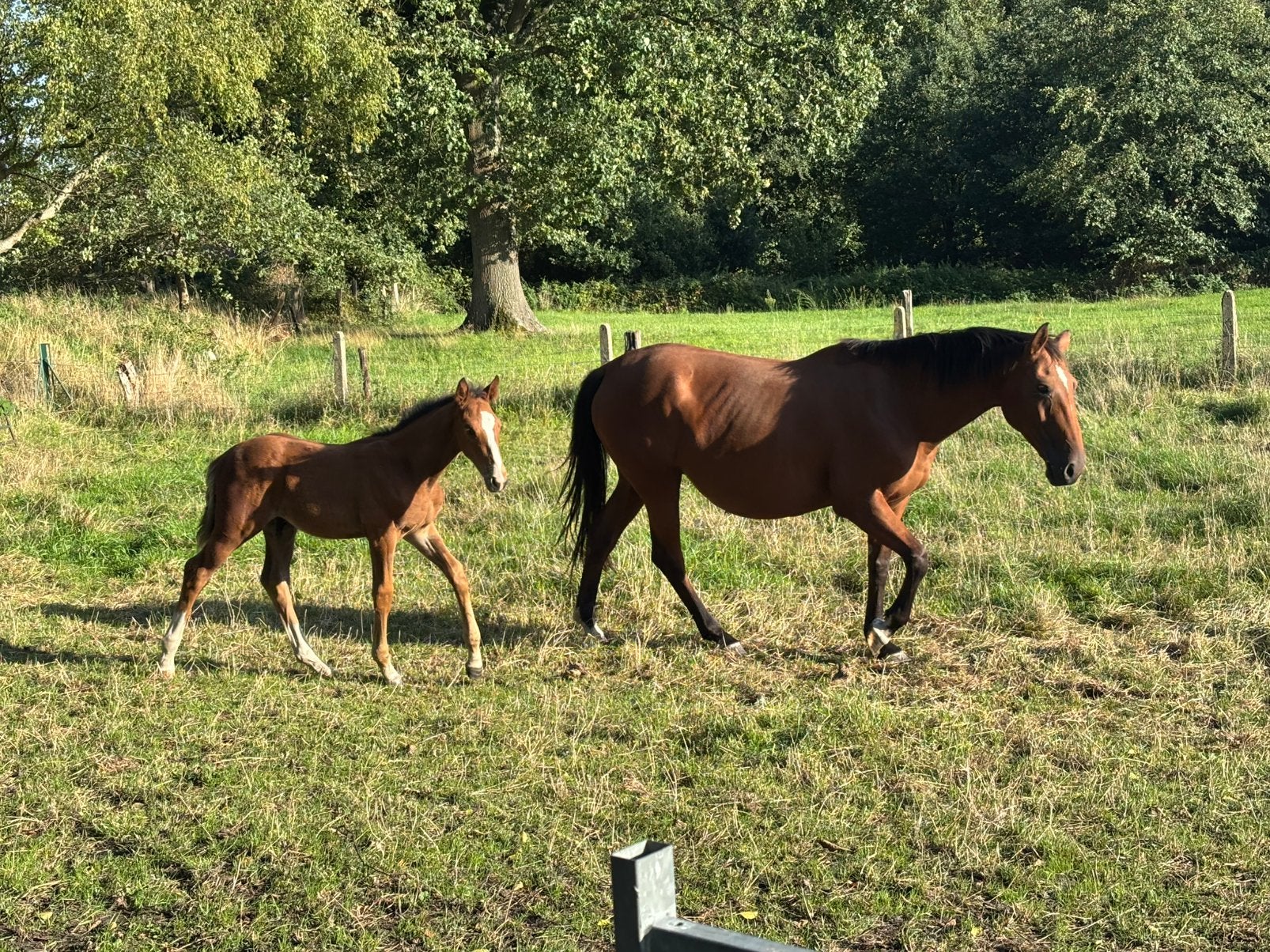 springpaard te koop, Dieren en Toebehoren, Merrie, Springpaard, Met stamboom, M