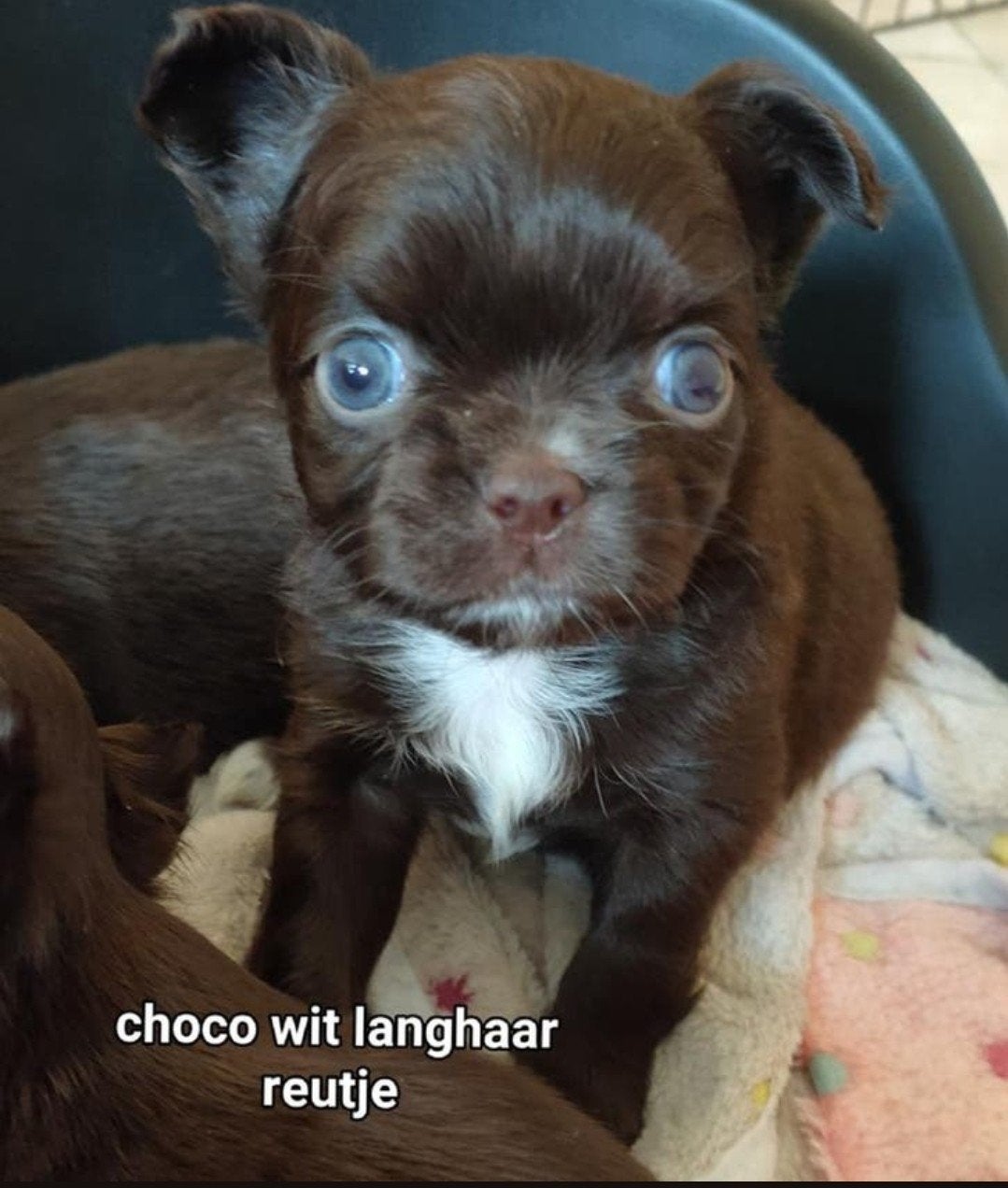 Prachtige lang en kortharige chihuahua pups, Belgique, 8 à 15 semaines, Plusieurs, Éleveur | Loisir