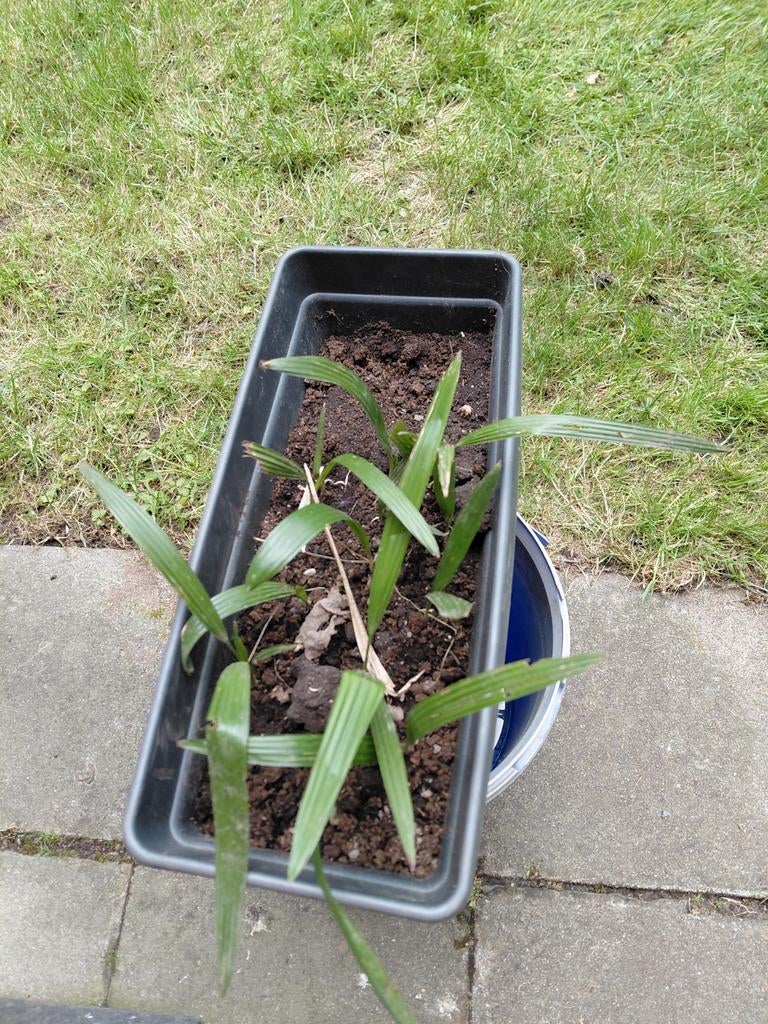 Klein Trachycarpus fortunei palmboom plantje, Ophalen