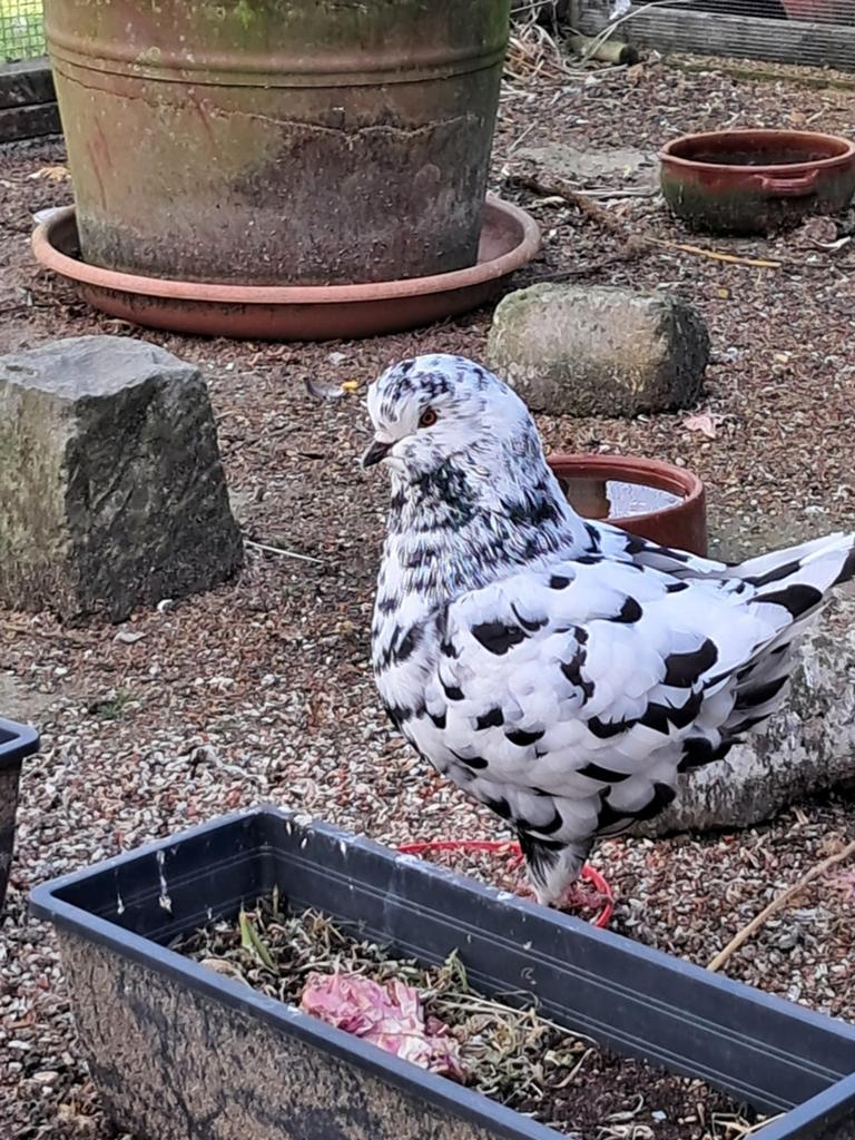 Getijgerde Kingduiven, Dieren en Toebehoren