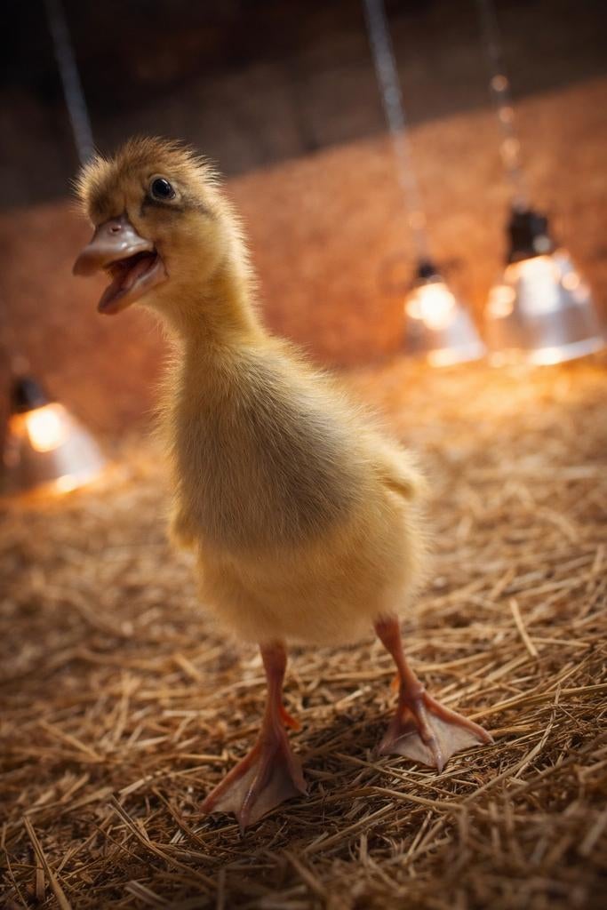 Loopeenden kuikens enkel hennetjes beschikbaar