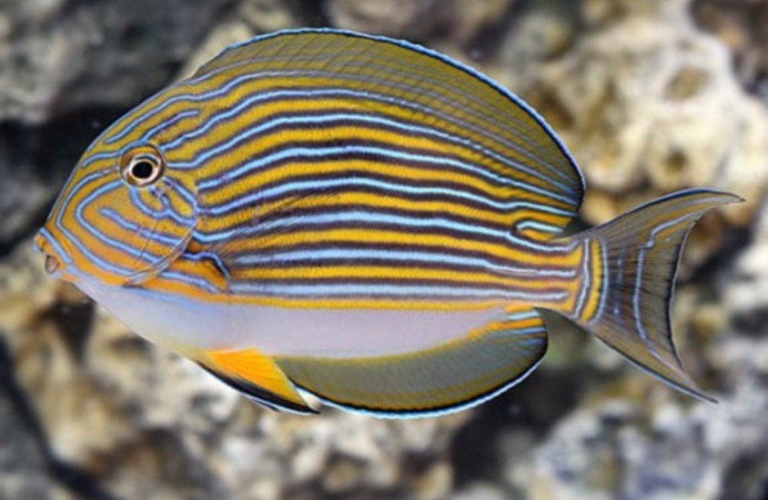 Acanthurus lineatus zeewater vis, Vis, Zoutwatervis, Schoolvis