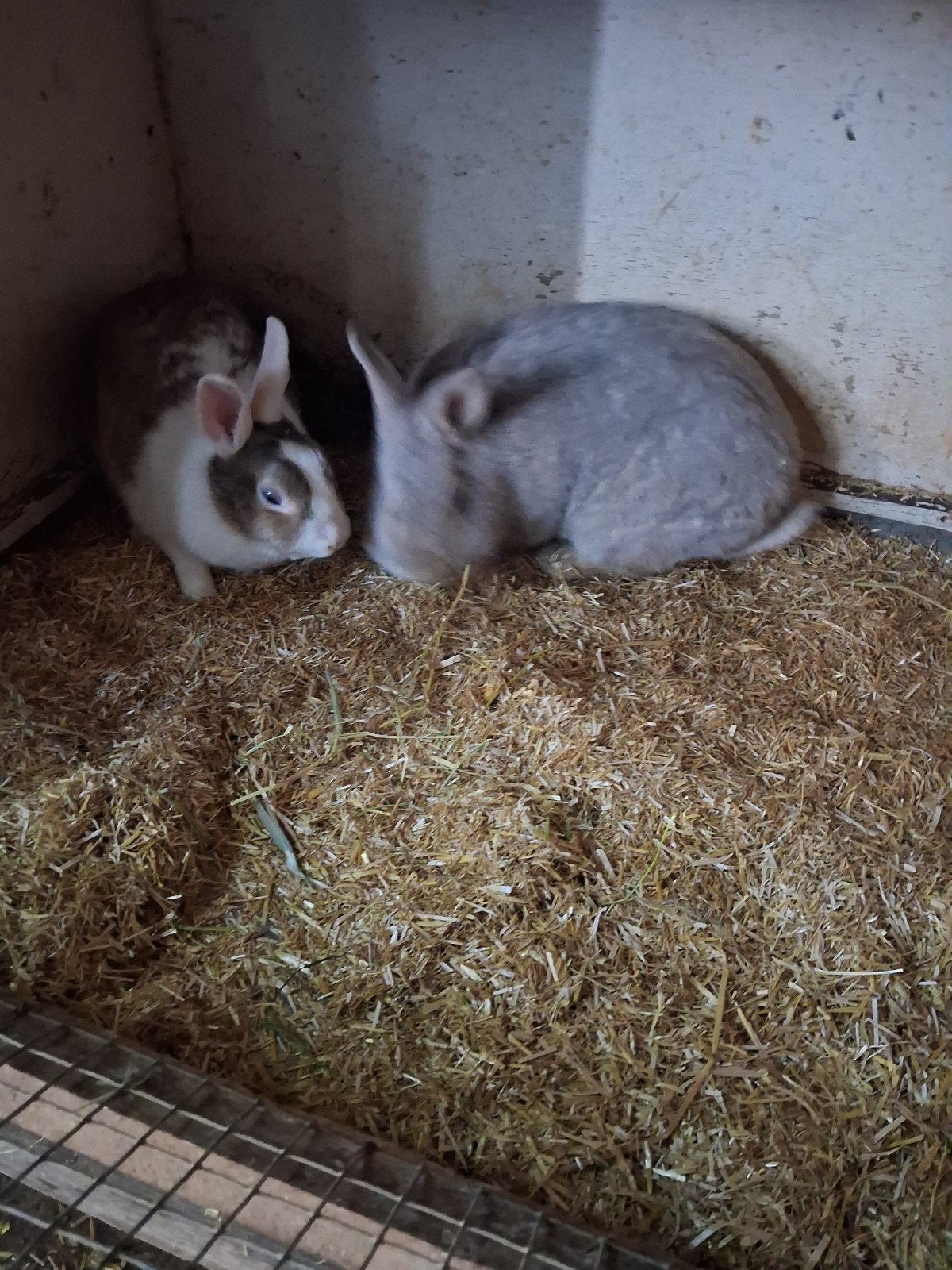 Dwergkonijntjes moertjes, Dieren en Toebehoren, Konijnen, Vrouwelijk, Dwerg, 0 tot 2 jaar