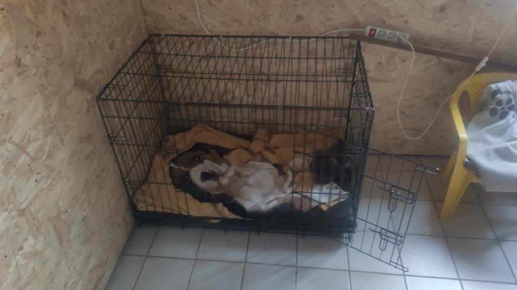 honden bench, Ophalen, Zo goed als nieuw