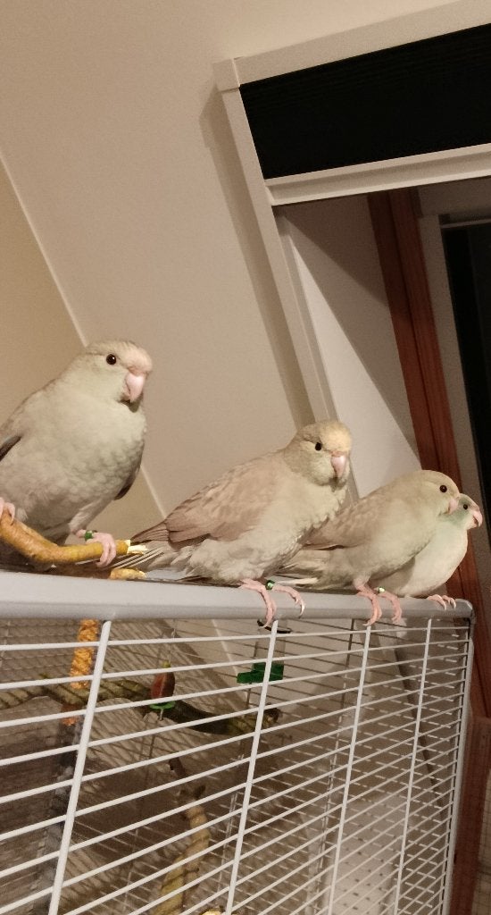 Tamme Kakariki's, Dieren en Toebehoren, Meerdere dieren, Parkiet, Tam