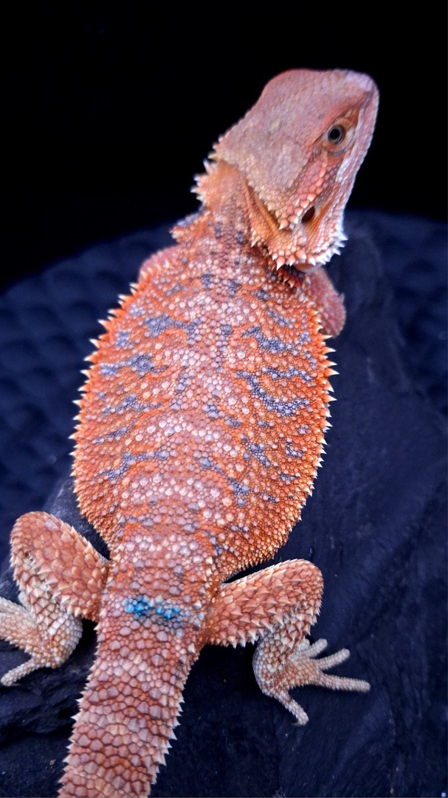 Orange Hypo Blue Bar Baardagaam Man 12 weken oud, Hagedis, 0 tot 2 jaar