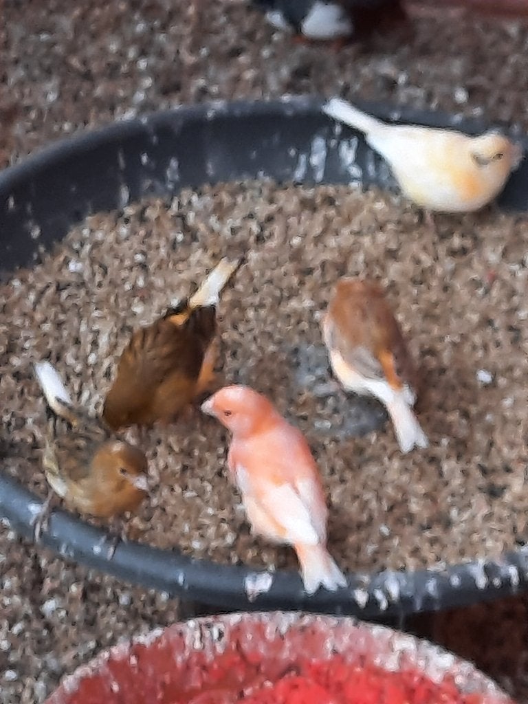 kanarie, Dieren en Toebehoren, Zangkanarie