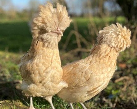 Poules pondeuses et poulets d'ornement - 0472-51.09.71 -A21h, Animaux & Accessoires, Poule ou poulet