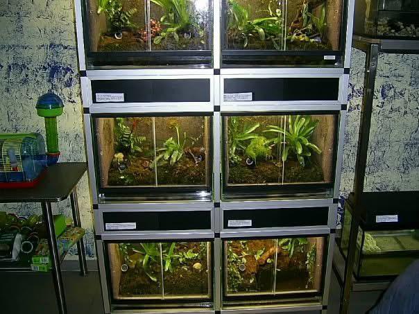 Terrariums gezocht, Enlèvement, Comme neuf, Terrarium ou Paludarium
