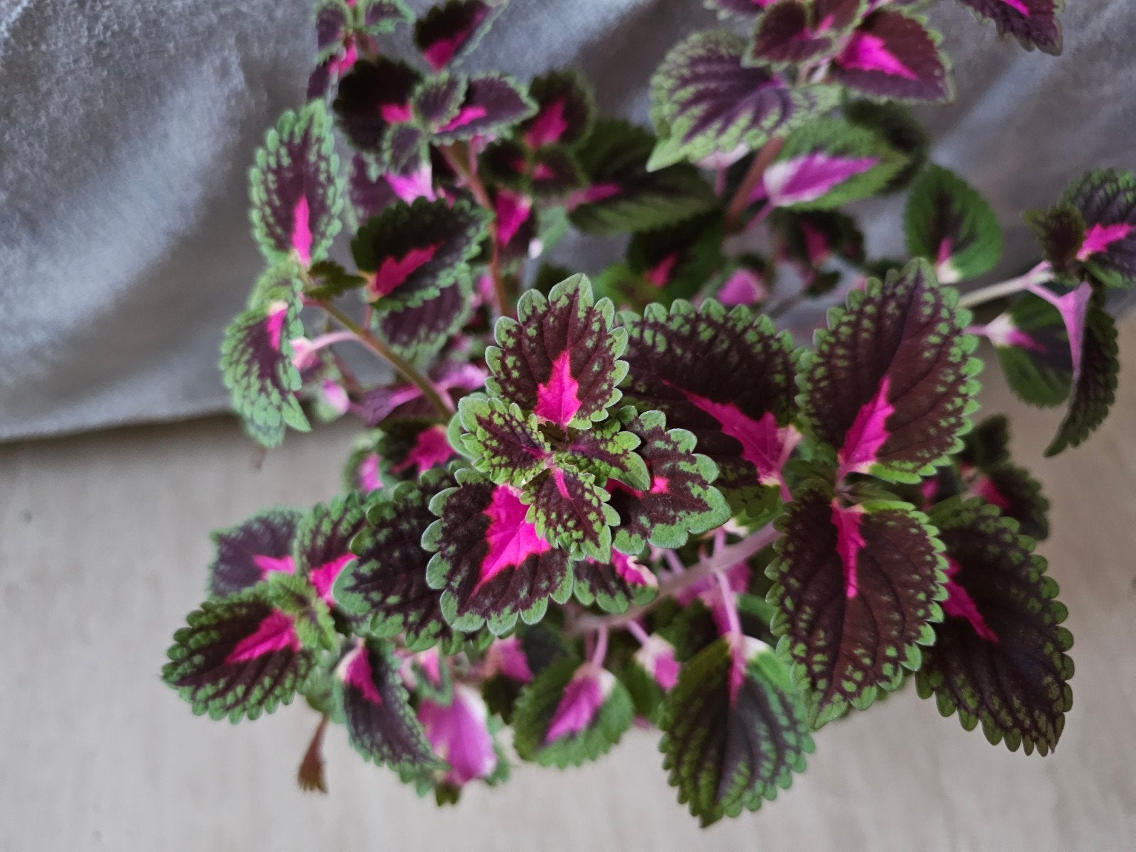 Coleus plusieurs branches, Enlèvement