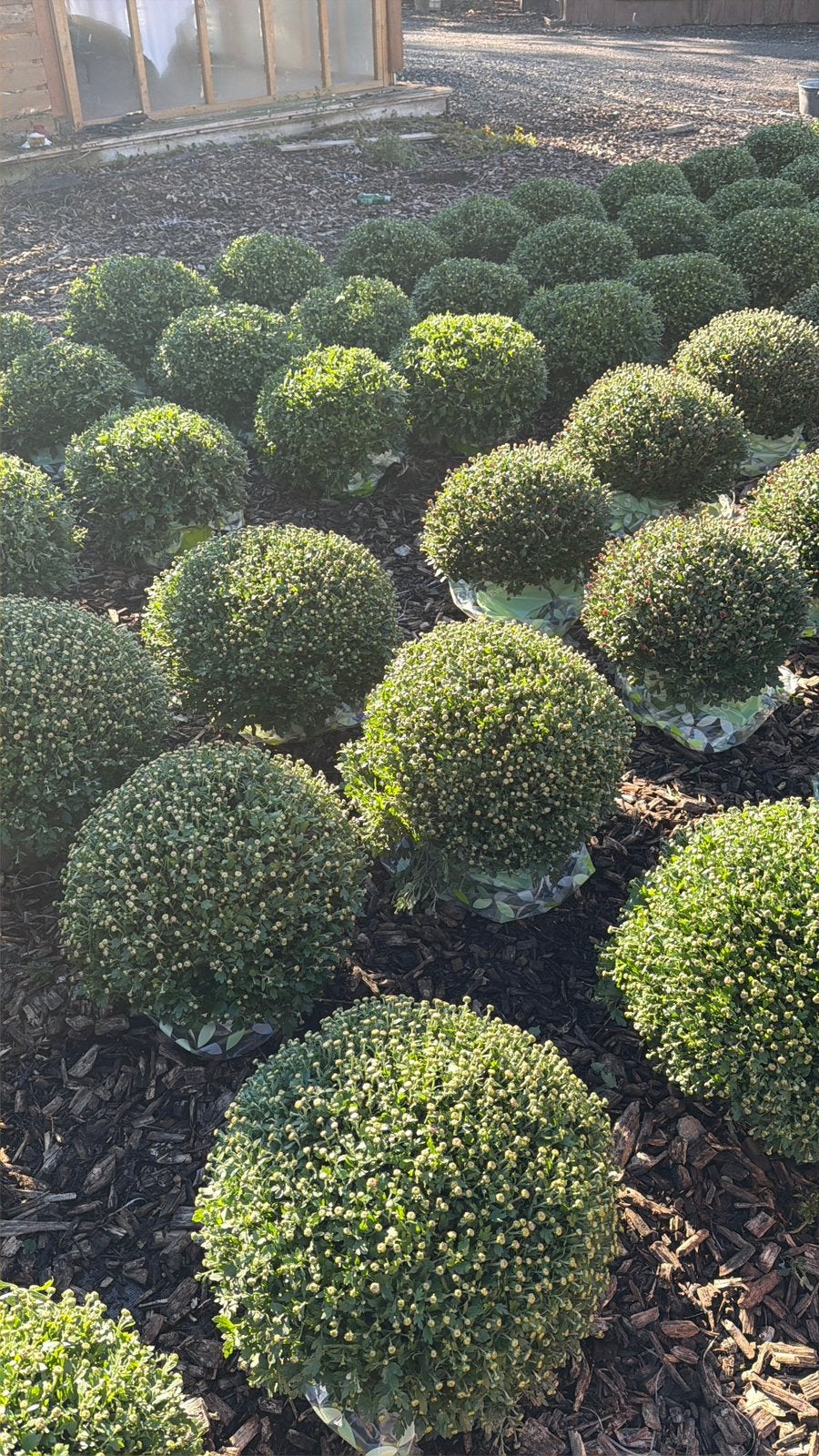 Mooie Pot Chrysanten te koop, Enlèvement