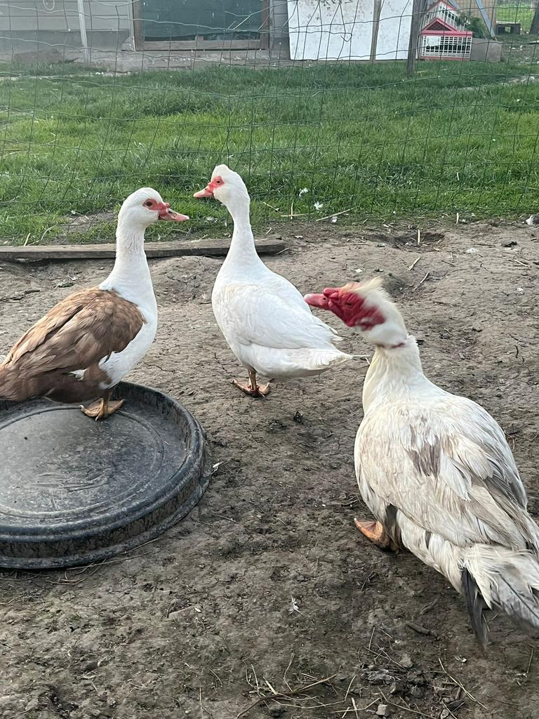 Mooi trio barberie eenden, Dieren en Toebehoren