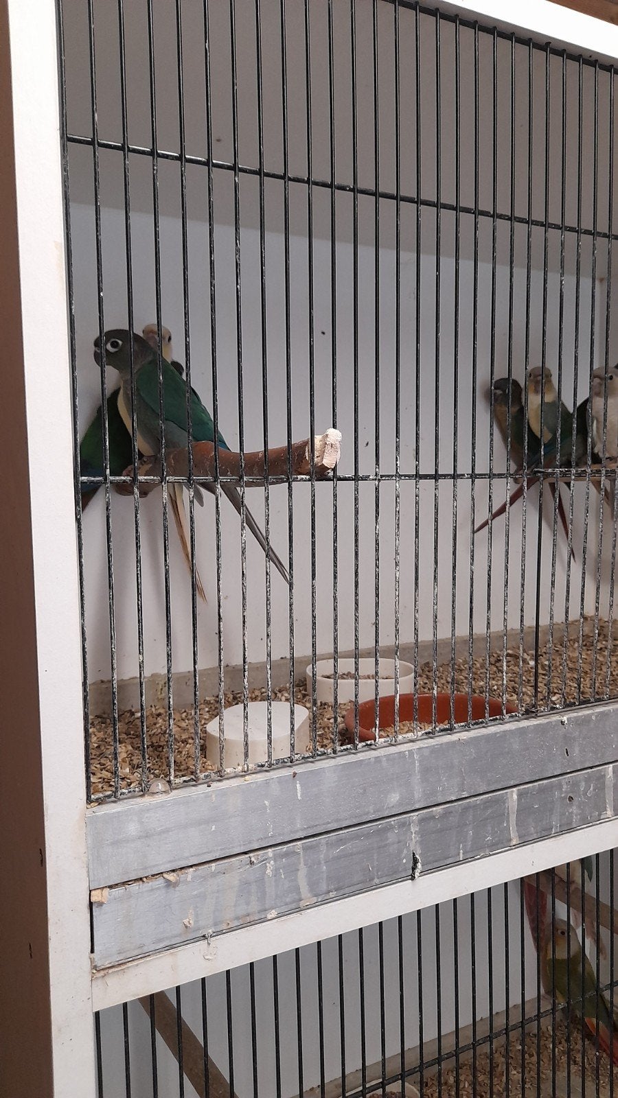 Pyrhhura 2026, Animaux & Accessoires, Oiseaux | Oiseaux Autre, Bagué
