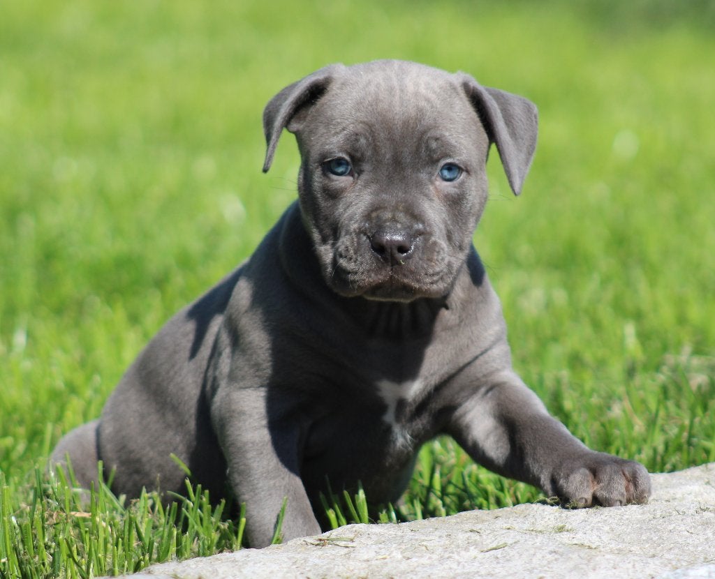 Amerikaanse Stafford pups, Dieren en Toebehoren, Honden | Jack Russells en Terriërs, Meerdere dieren, American Staffordshire Terriër