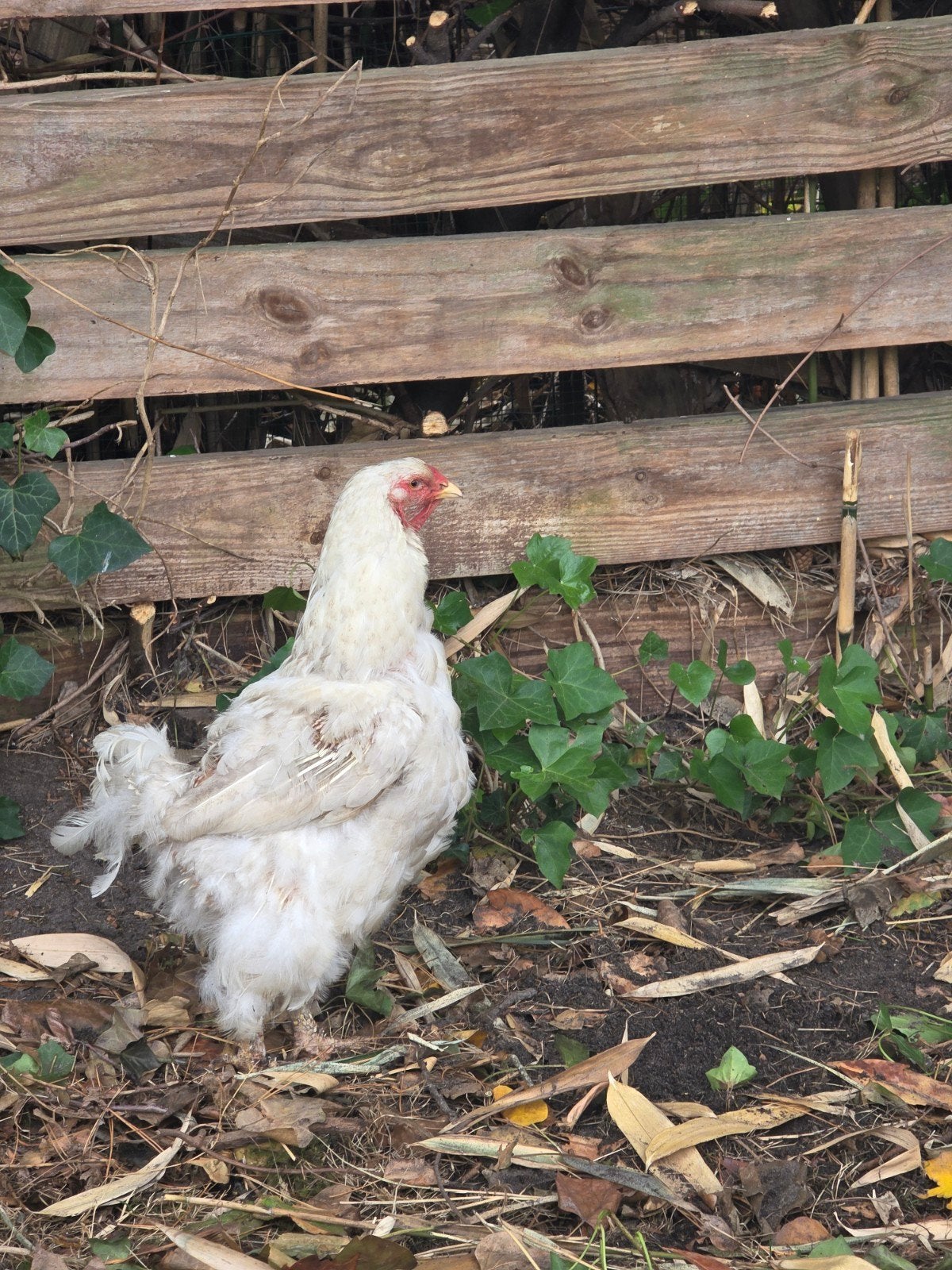 Brahma kip, Animaux & Accessoires, Volatiles, Femelle, Poule ou poulet
