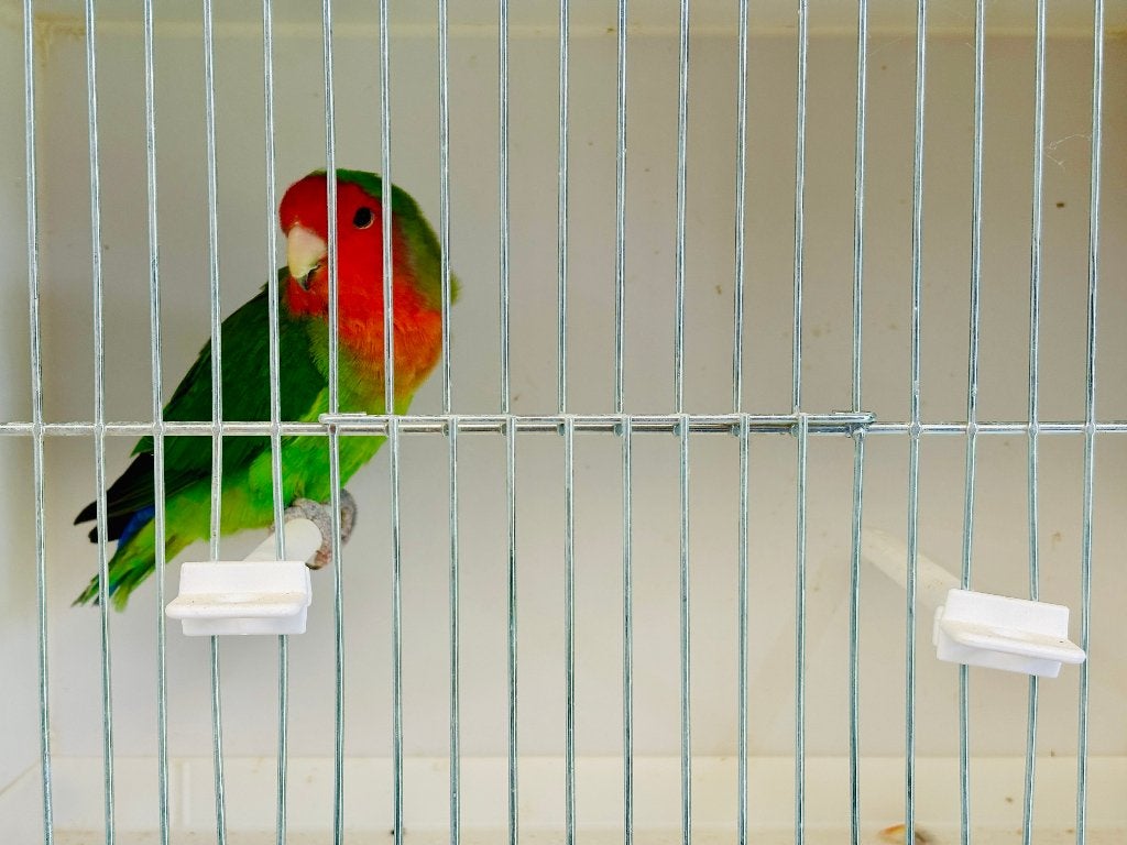 Man Wildkleur Agapornis Roseicollis, Dieren en Toebehoren, Vogels | Parkieten en Papegaaien, Mannelijk, Dwergpapegaai of Agapornis