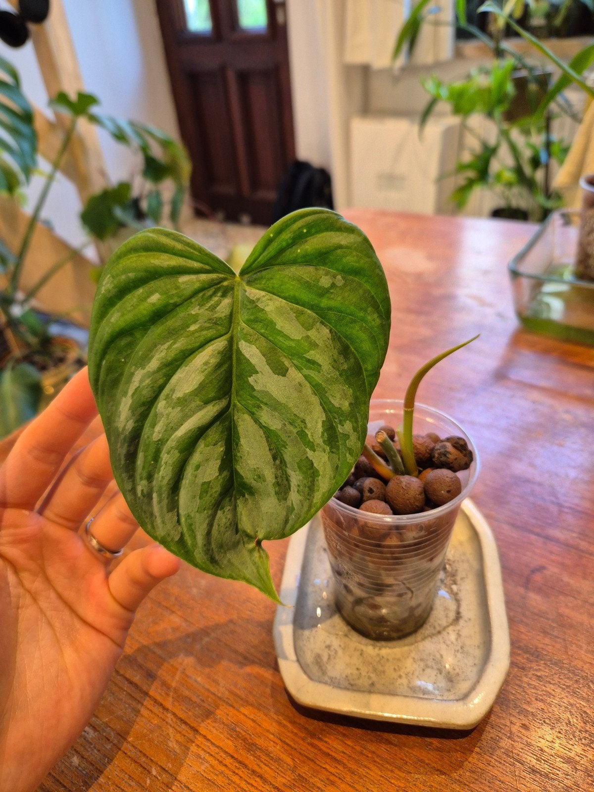 Philodendron majestic, Ophalen of Verzenden