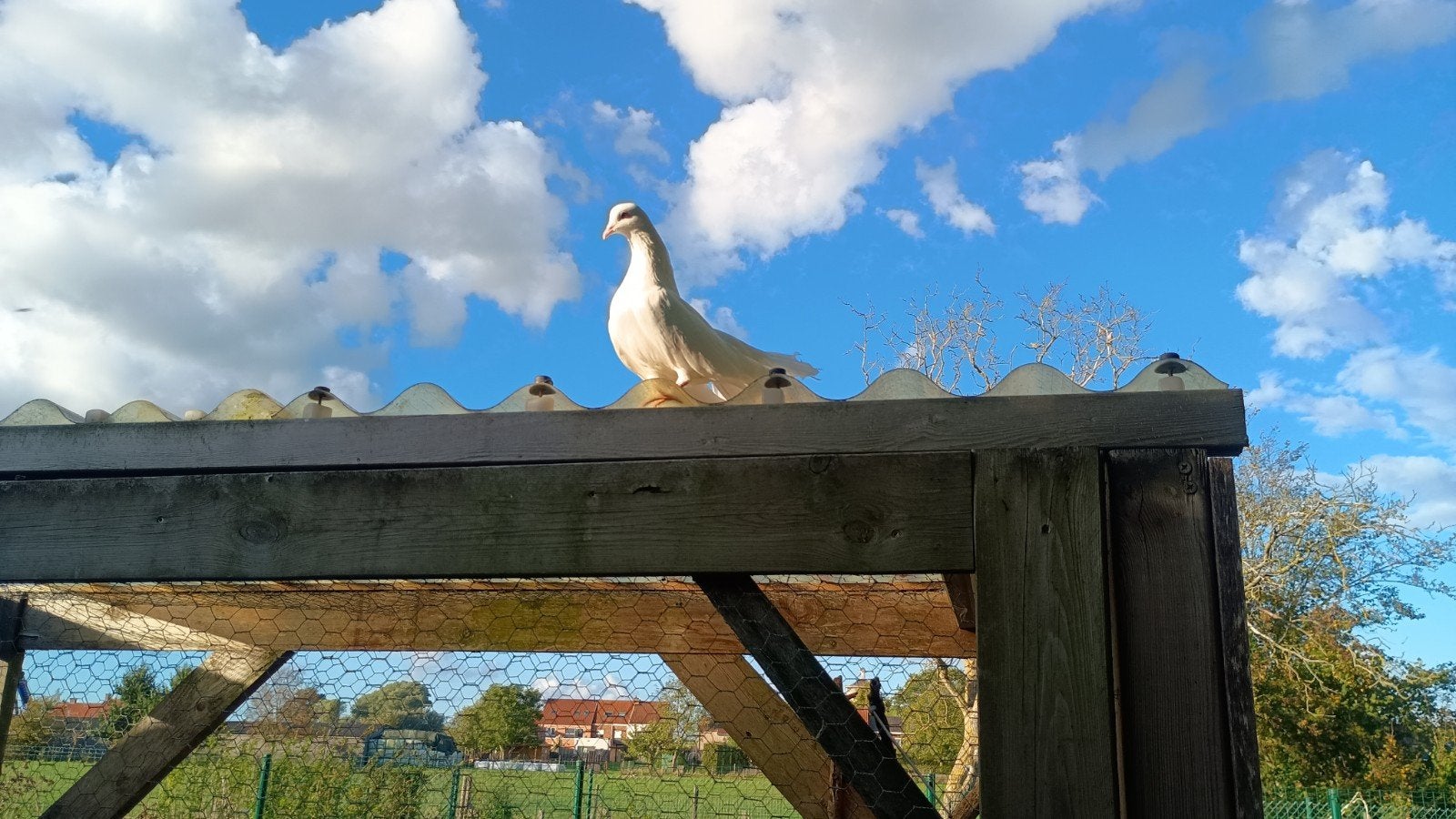 pauw staartjes jongen, Dieren en Toebehoren