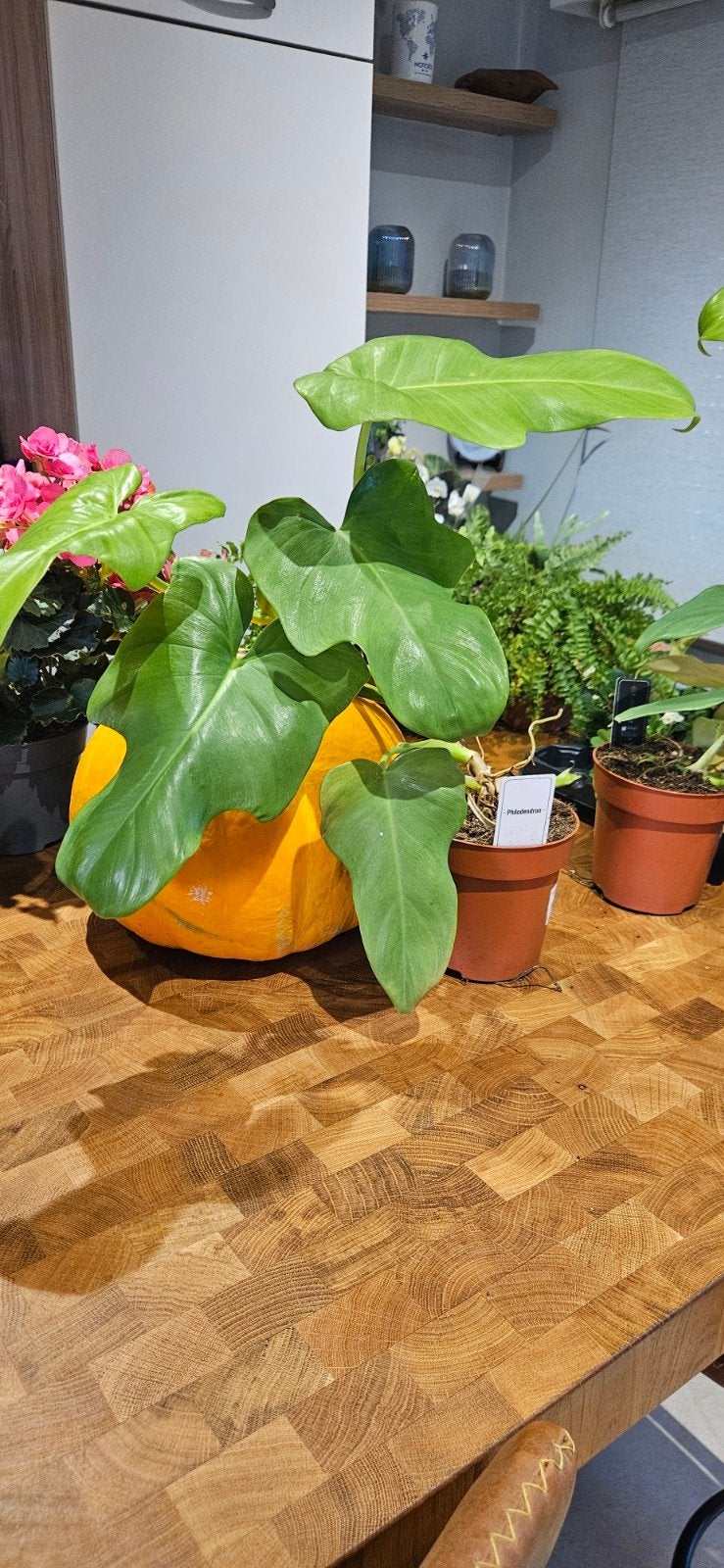 Philodendron bipennifolium ( vioolblad ), Tuin en Terras, Planten | Fruitbomen, Ophalen