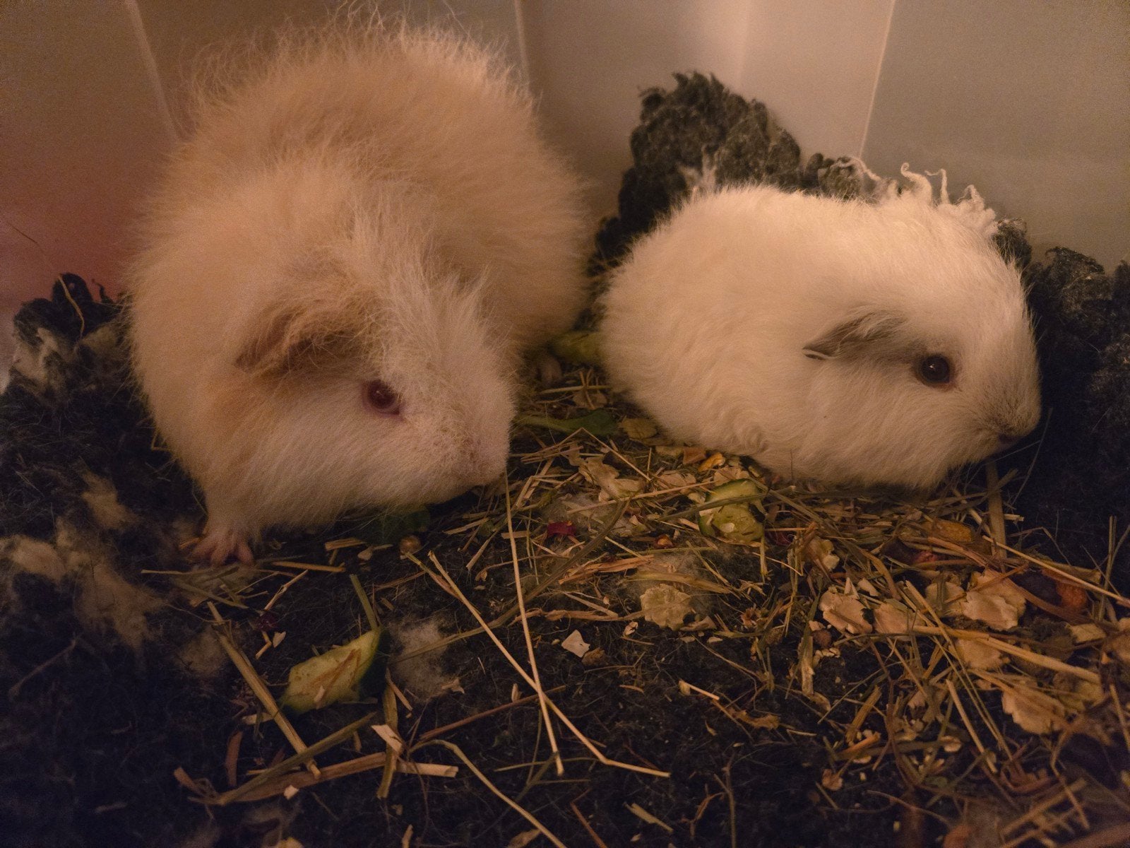 CH teddy beertjes Atlas & Kasper!, Cavia, Mannelijk, Tam, September