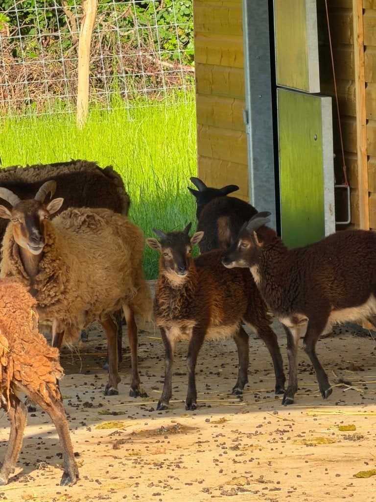 Soay schapen te koop, Plusieurs animaux, Mouton, 0 à 2 ans