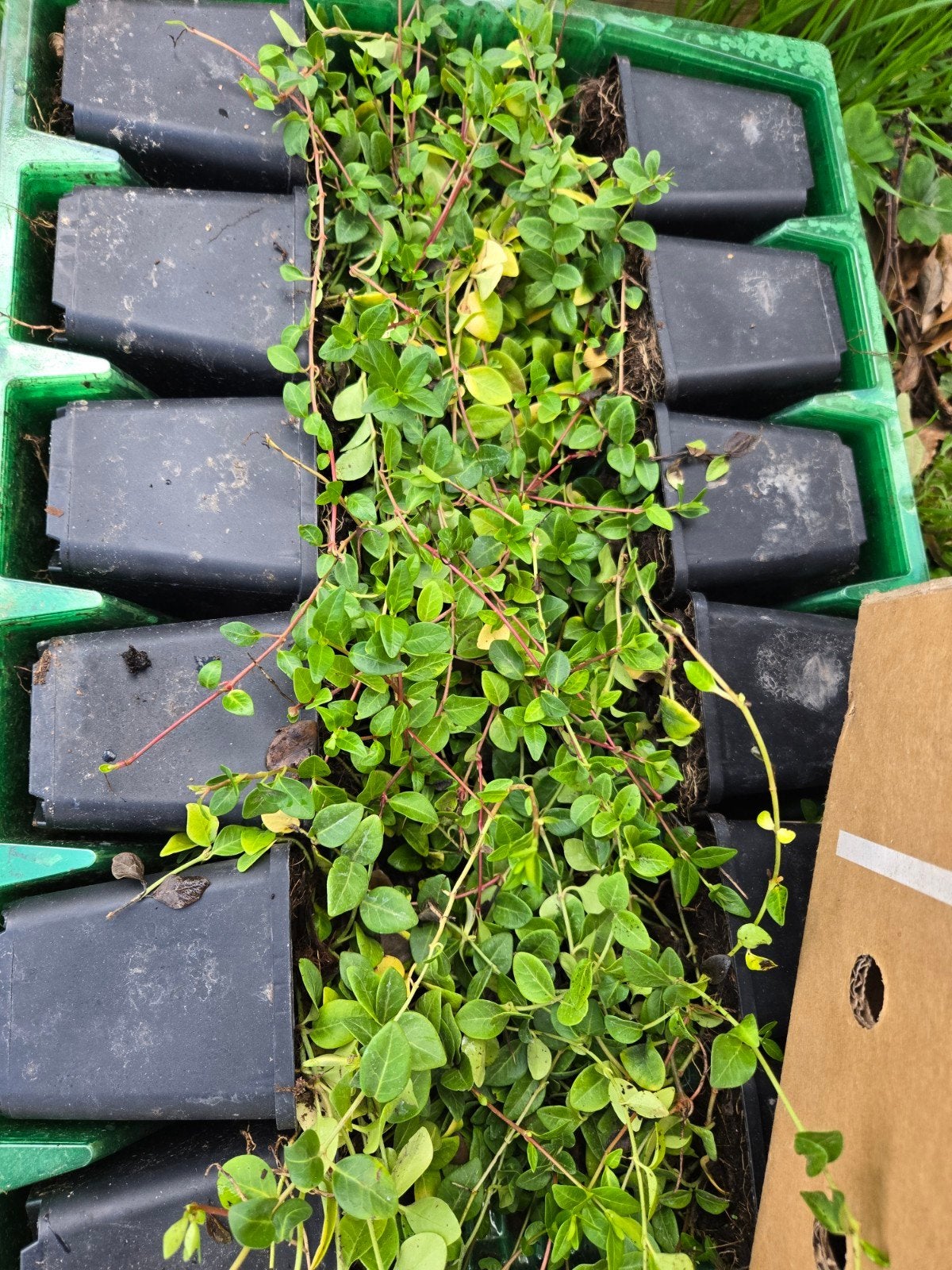 vinca minor paars 120stuks, Ophalen, Overige soorten, Haag, Minder dan 100 cm