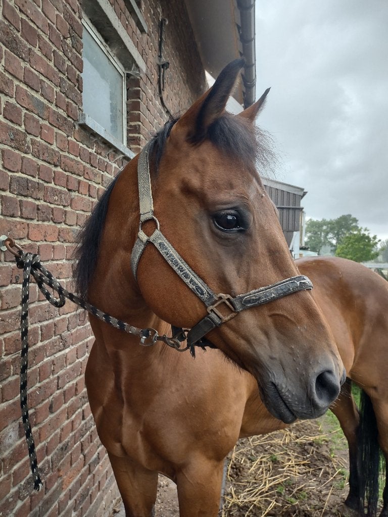 Gezelschapspaard, Animaux & Accessoires, Chevaux, 11 ans ou plus, Hongre, Moins de 160 cm, Avec pedigree