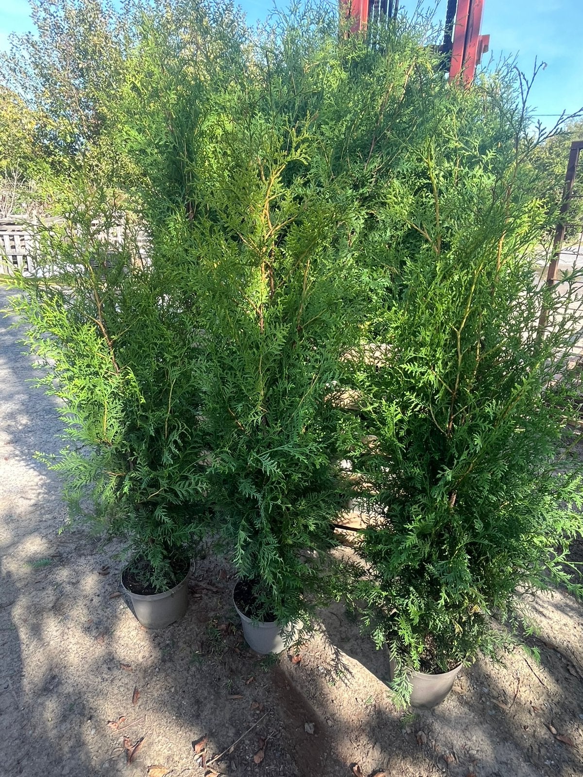 Conifères, Thuja Brabant, Enlèvement ou Envoi