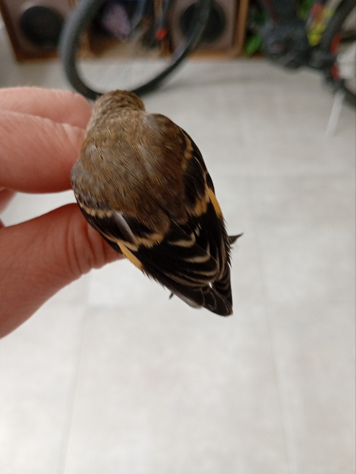 1 jong koppel siskins uit Venezuela 2026, Meerdere dieren, Tropenvogel, Geringd