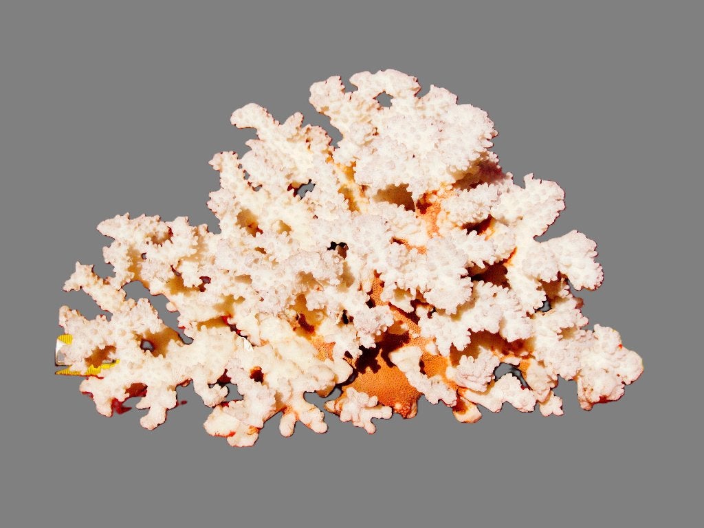 Grote witte zeekoraal white sea-coral., Ophalen