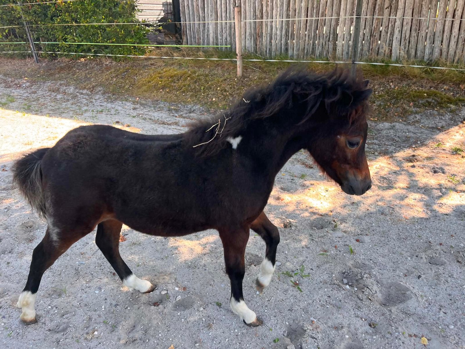 Prachtig Amha/amhr hengstje, Animaux & Accessoires, Poneys