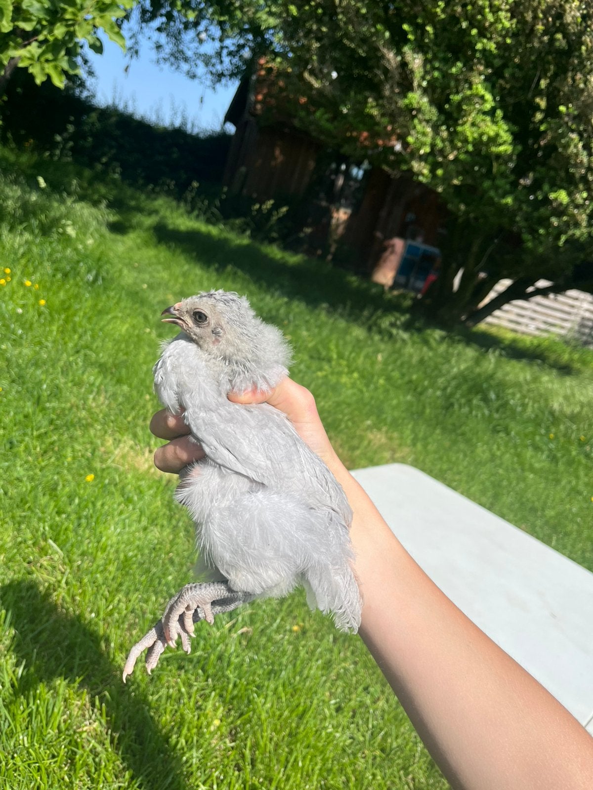 araucana lavendel kuiken, Sexe inconnu, Poule ou poulet